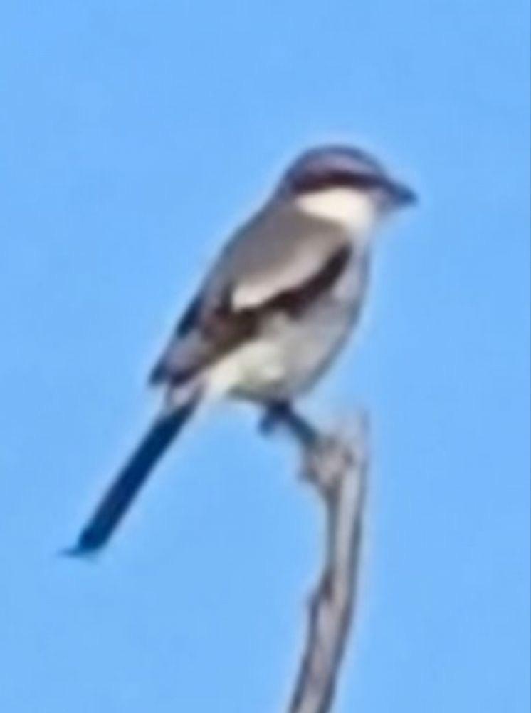 ťuhýk americký - ML643028824