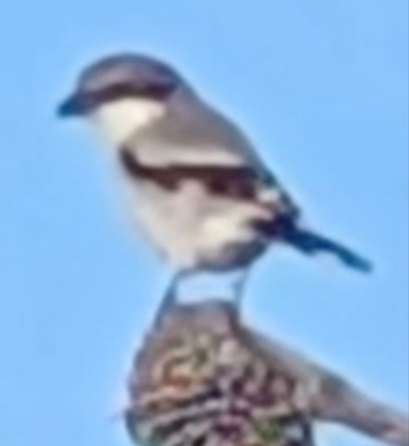 ťuhýk americký - ML643028826