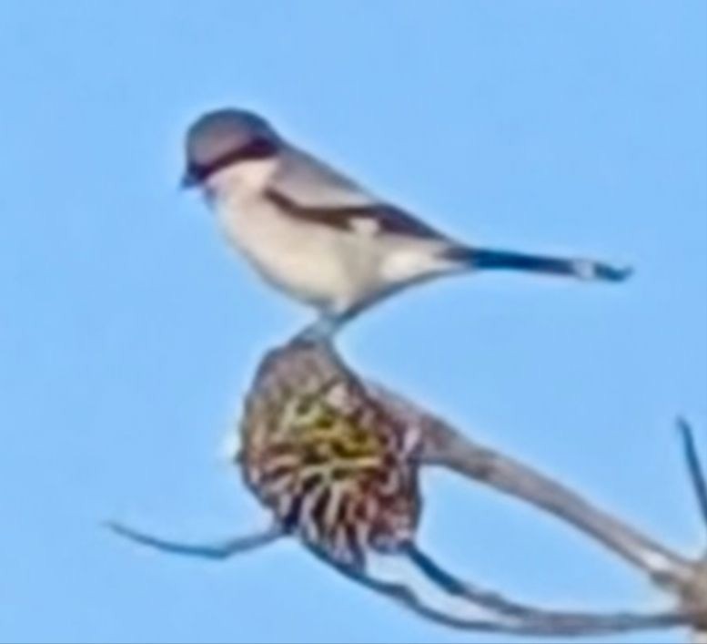 ťuhýk americký - ML643028827