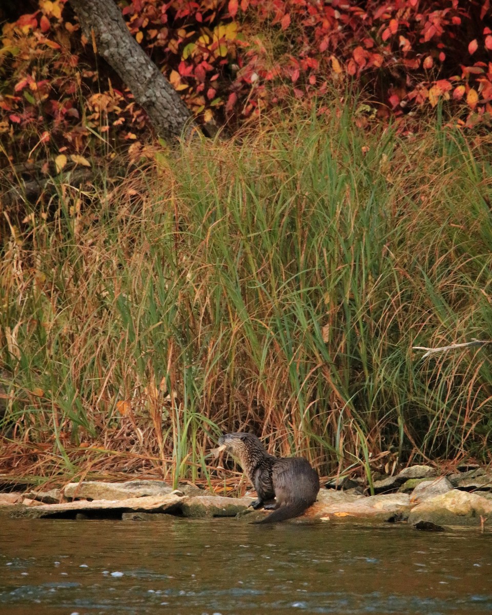 North American River Otter - ML643028828