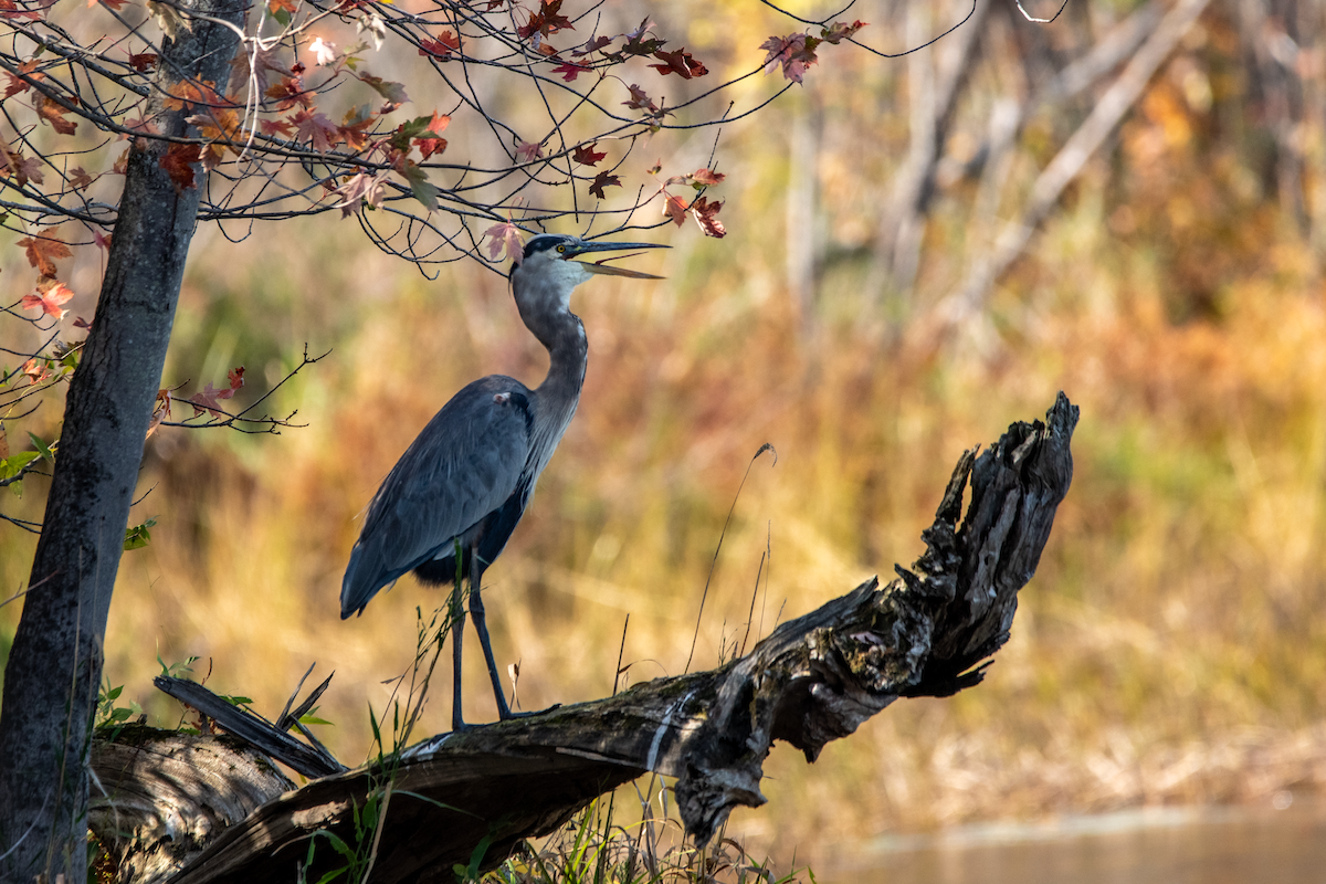 Great Blue Heron - ML643028859