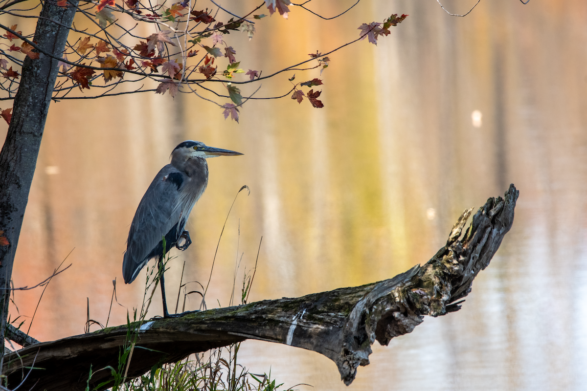Great Blue Heron - ML643028860