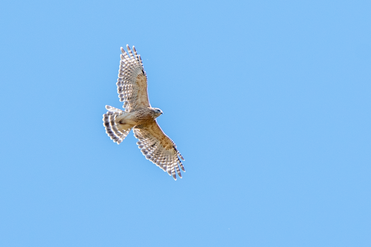 Red-shouldered Hawk - ML643028867