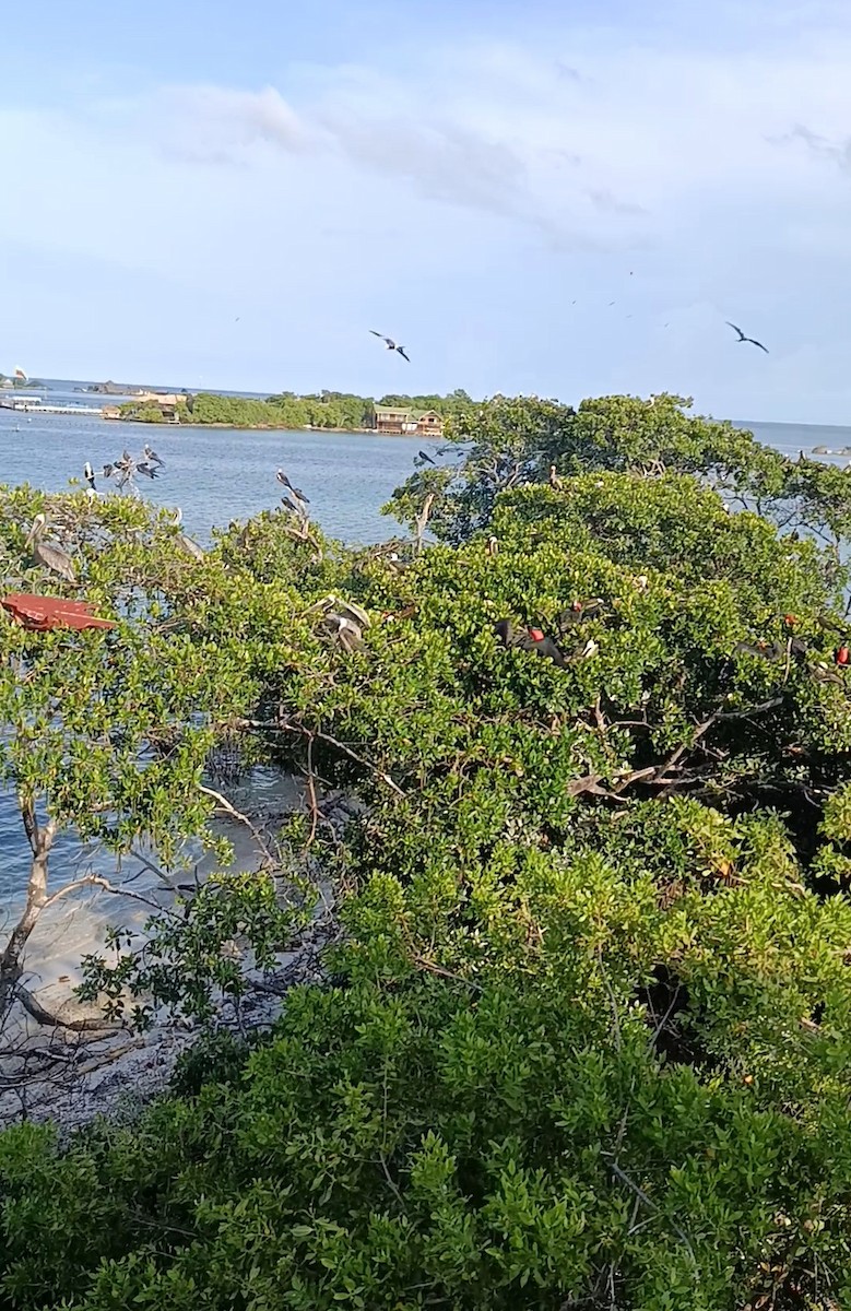Magnificent Frigatebird - ML643028869