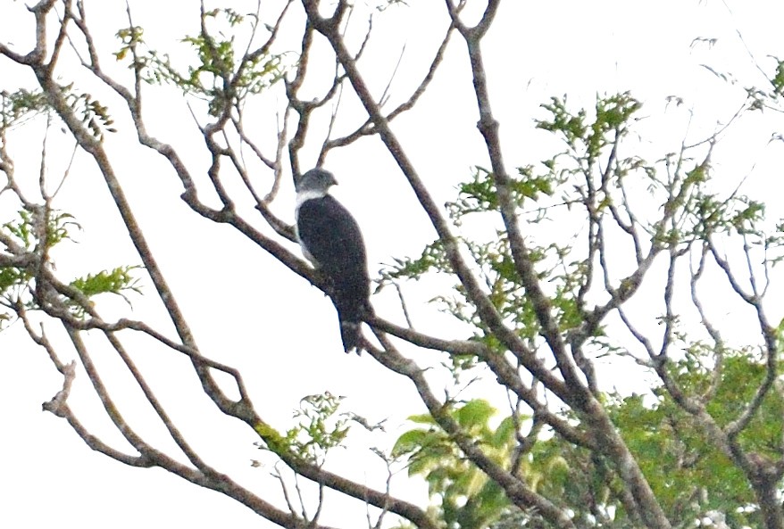 Gray-headed Kite - ML643028880