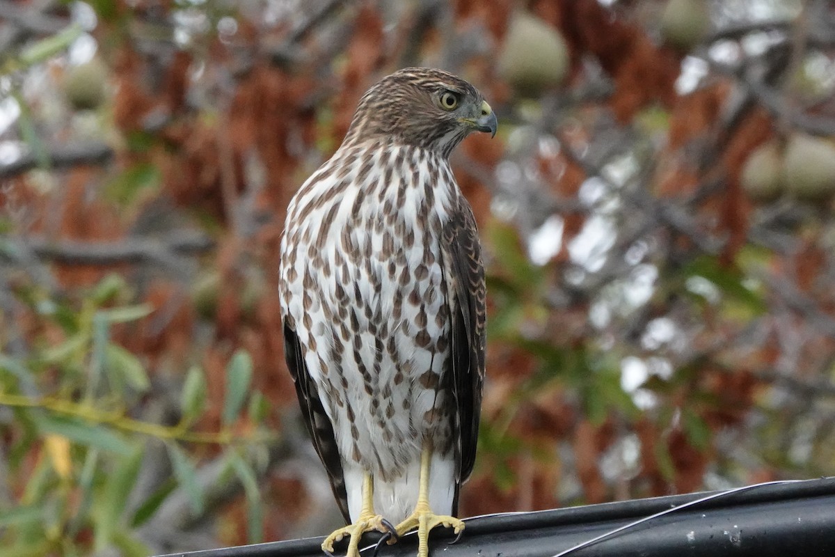 Cooper's Hawk - ML643028881