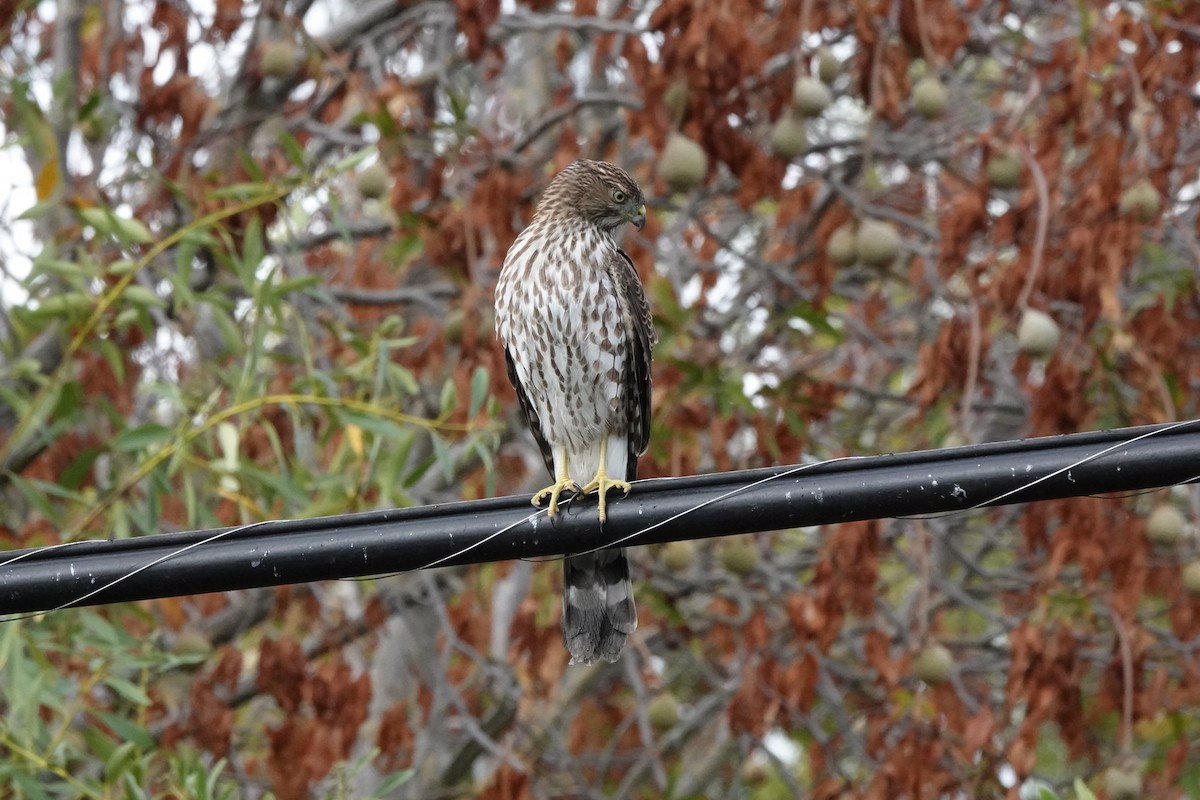 Cooper's Hawk - ML643028882