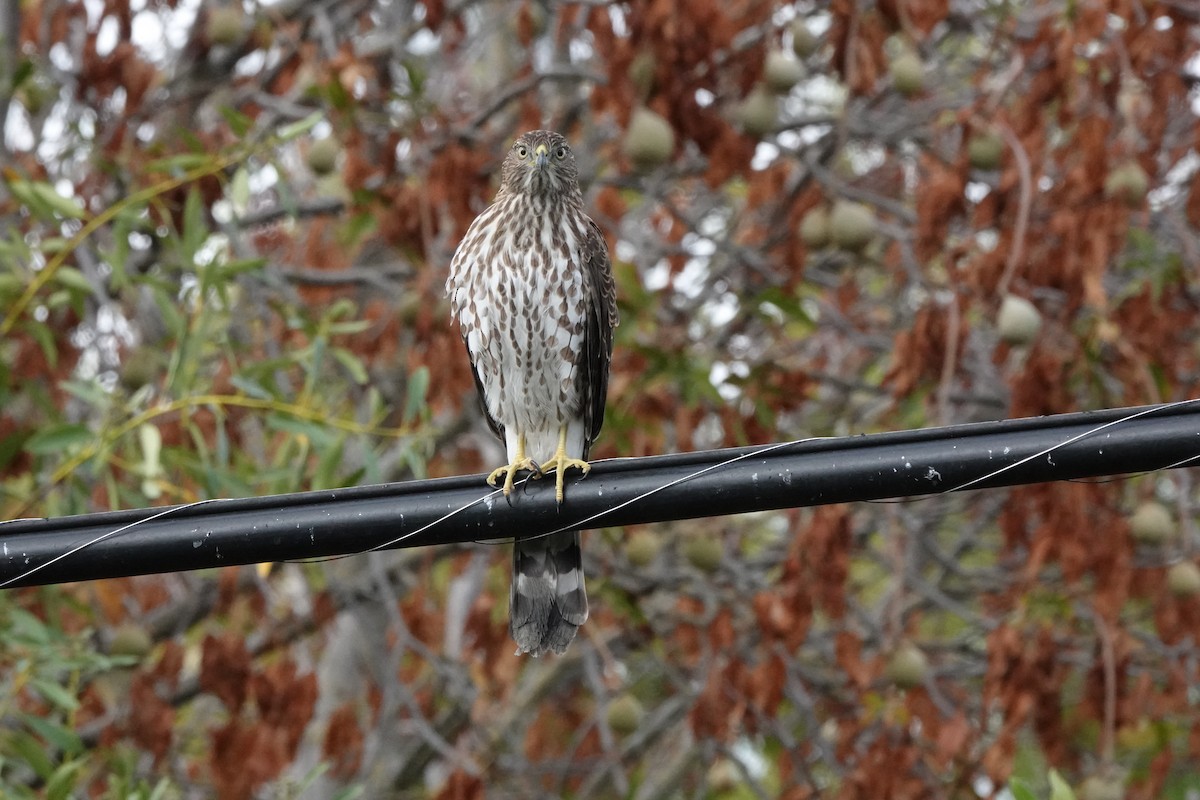 Cooper's Hawk - ML643028887