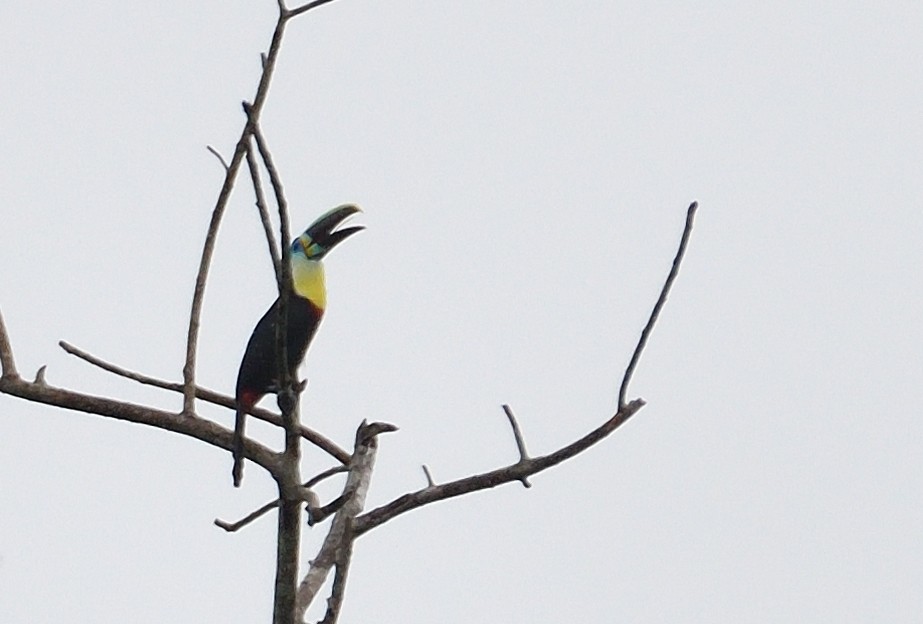 Channel-billed Toucan - ML643028889