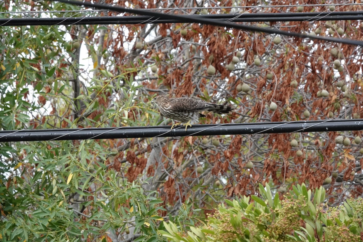 Cooper's Hawk - ML643028907