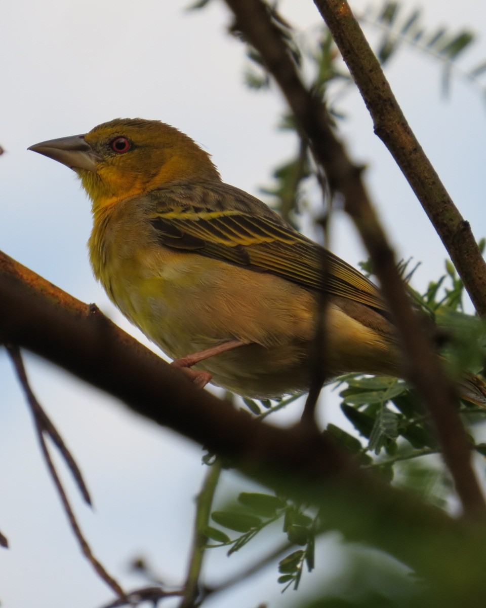 Village Weaver - ML643028929