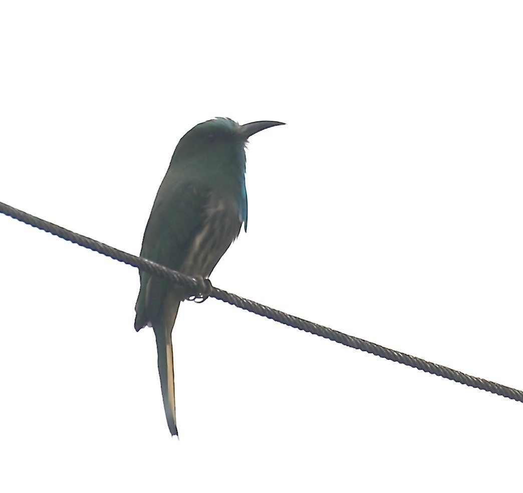 Blue-bearded Bee-eater - ML643028958
