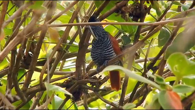 Chestnut-backed Antshrike - ML643028959