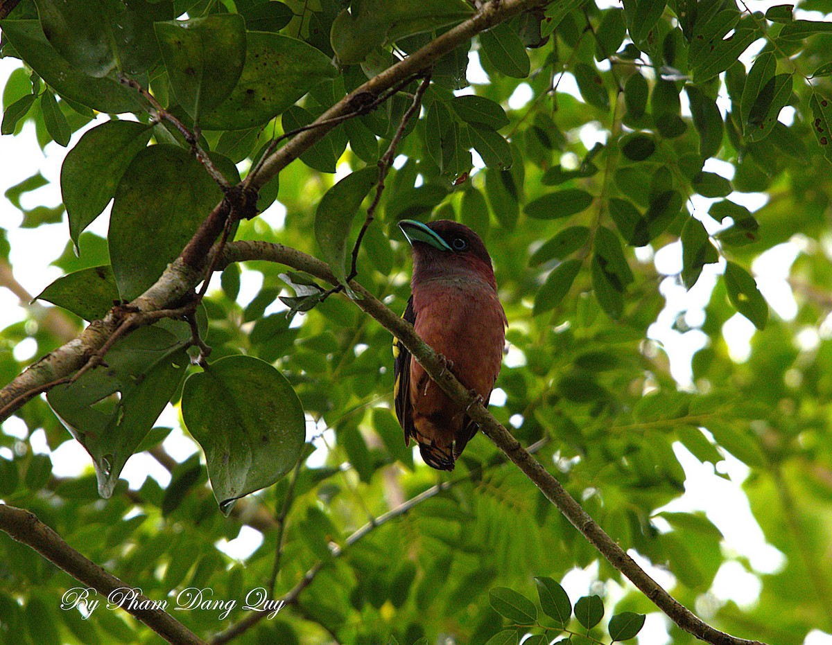 Banded Broadbill - ML643028964