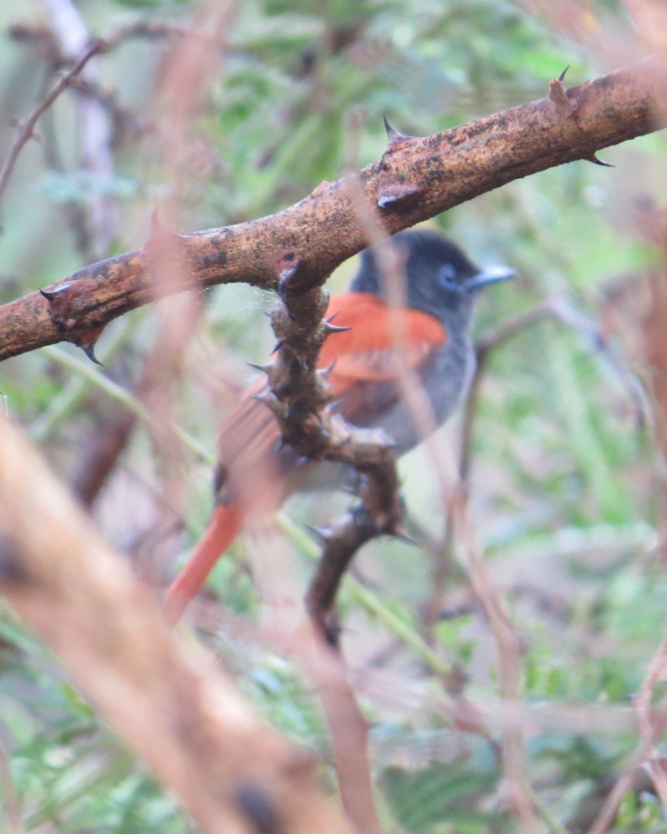 African Paradise-Flycatcher - ML643028971