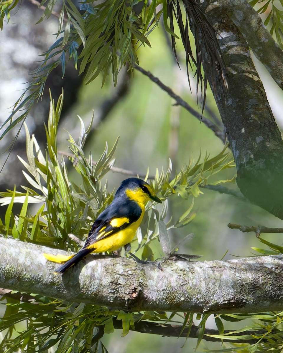 Orange Minivet - ML643028985