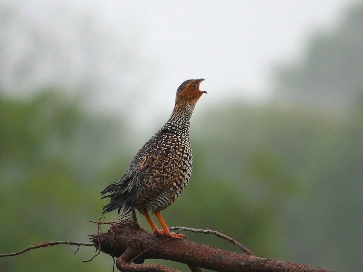 Painted Francolin - ML643029011