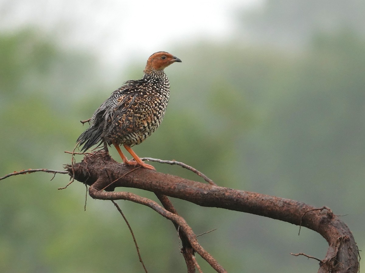 Painted Francolin - ML643029012