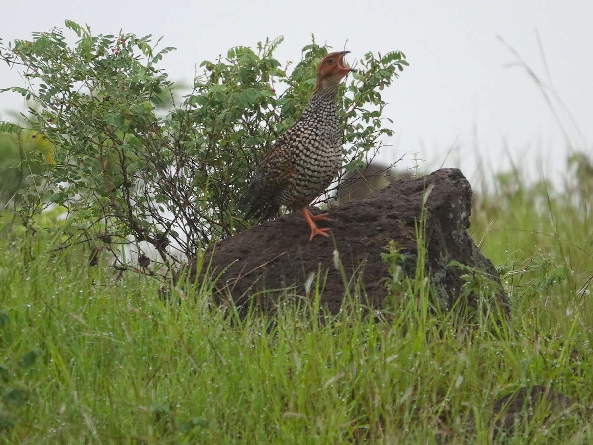 Painted Francolin - ML643029013