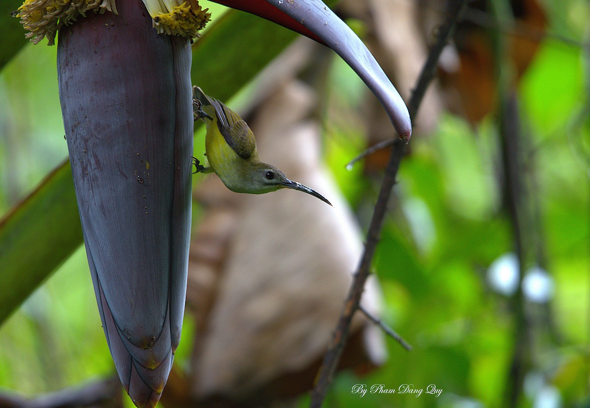 Little Spiderhunter - ML643029022