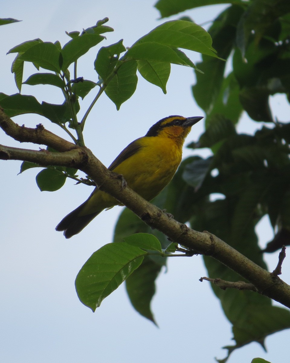 Black-necked Weaver - ML643029026