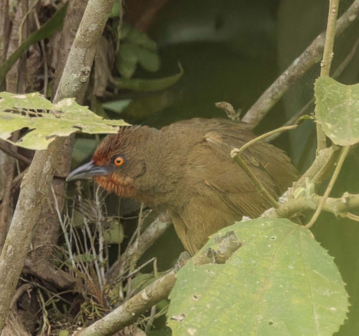Orange-eyed Thornbird - ML643029030