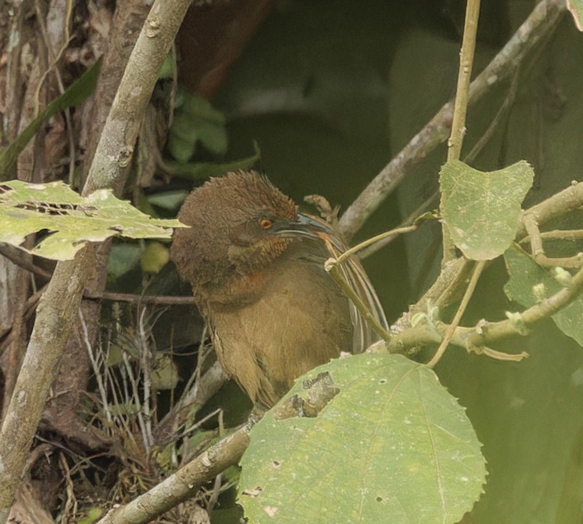 Orange-eyed Thornbird - ML643029031