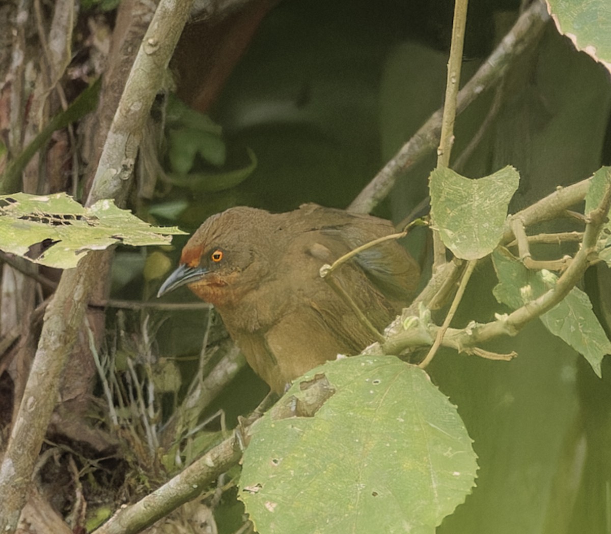 Orange-eyed Thornbird - ML643029032
