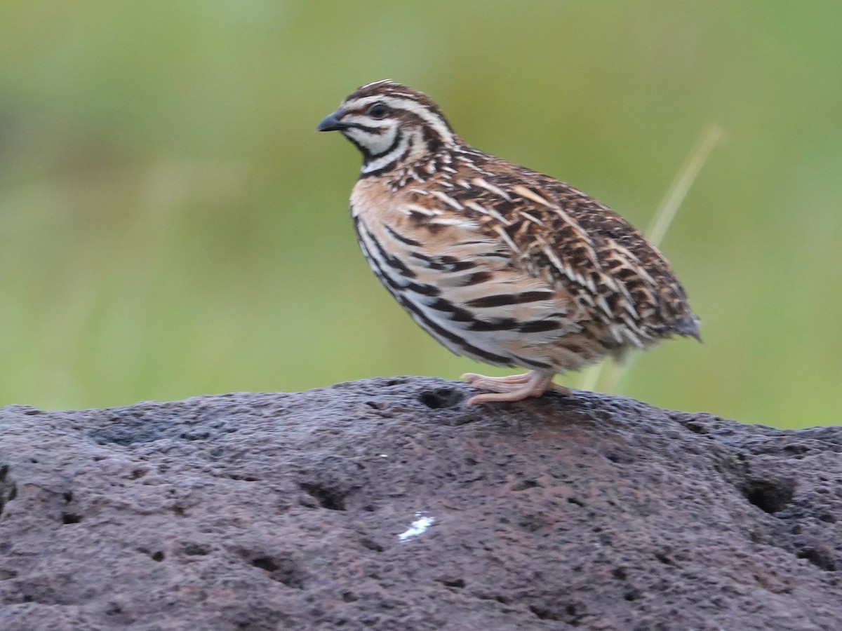 Rain Quail - ML643029034