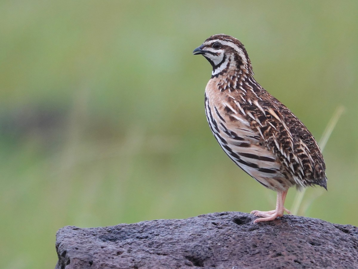 Rain Quail - ML643029035