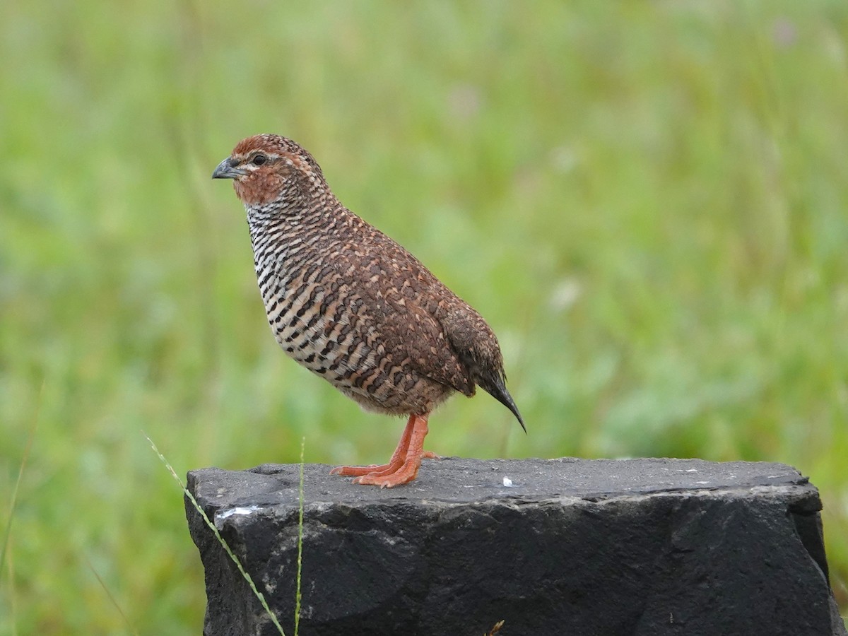 Rock Bush-Quail - ML643029042
