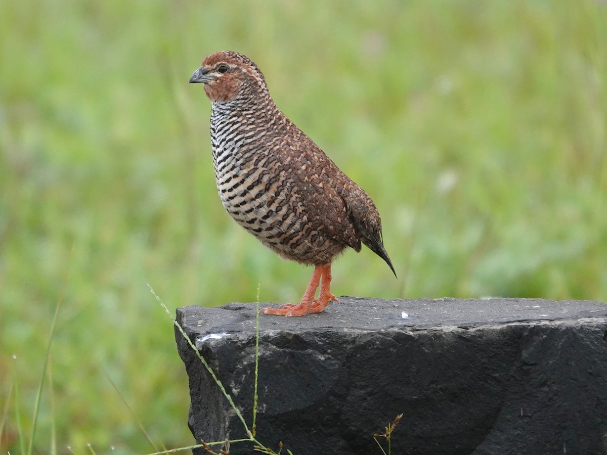 Rock Bush-Quail - ML643029043