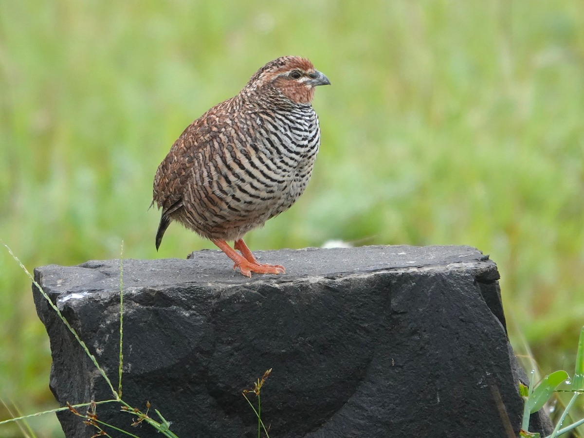 Rock Bush-Quail - ML643029044