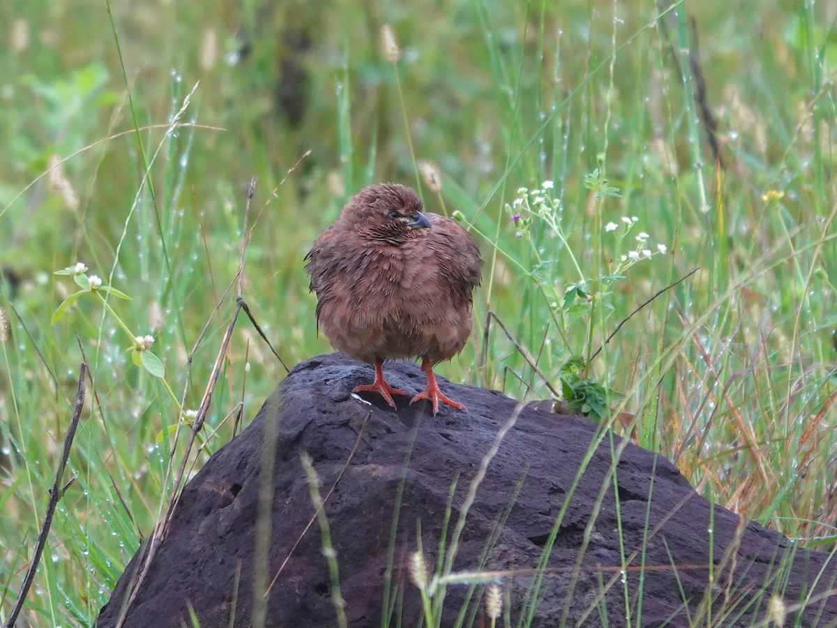 Rock Bush-Quail - ML643029045
