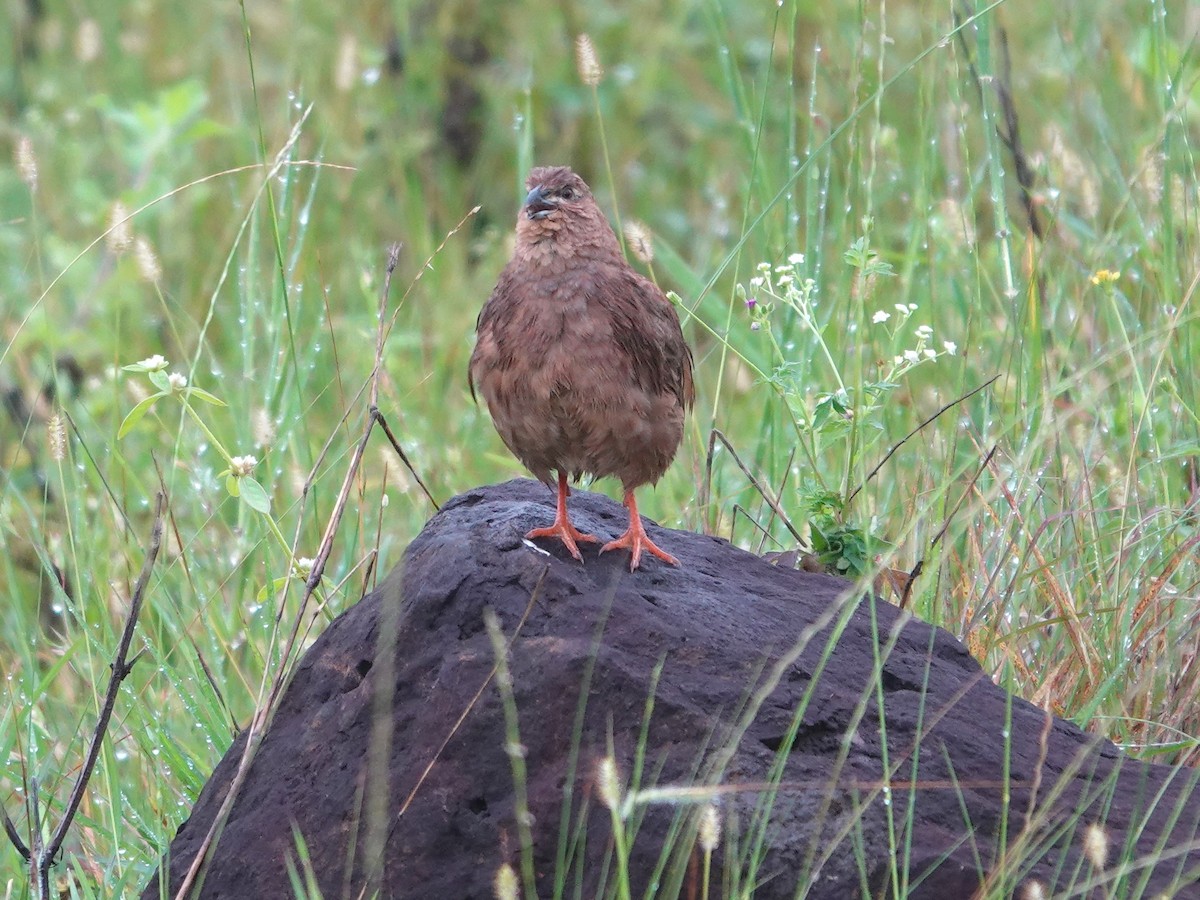 Rock Bush-Quail - ML643029046