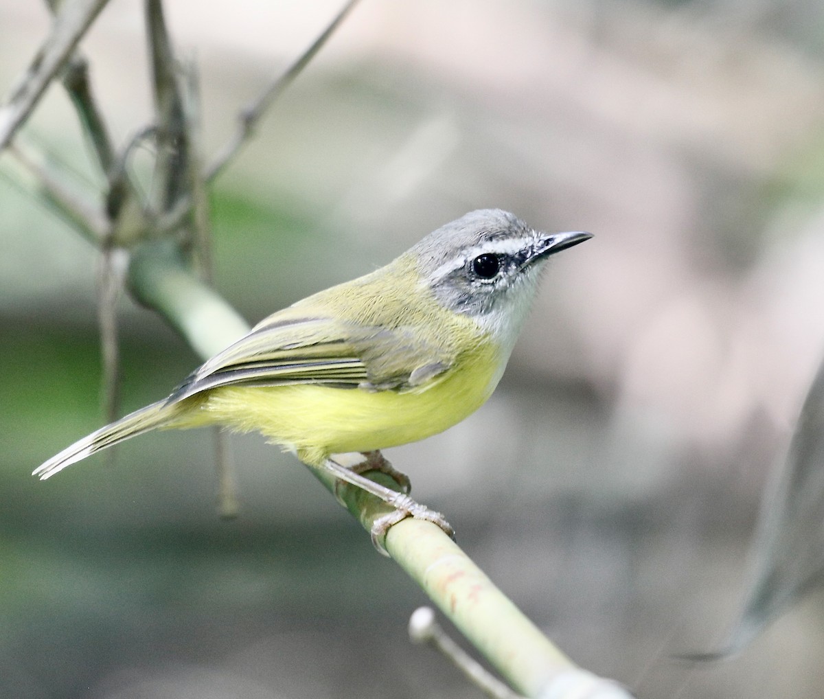Yellow-bellied Warbler - ML643029051