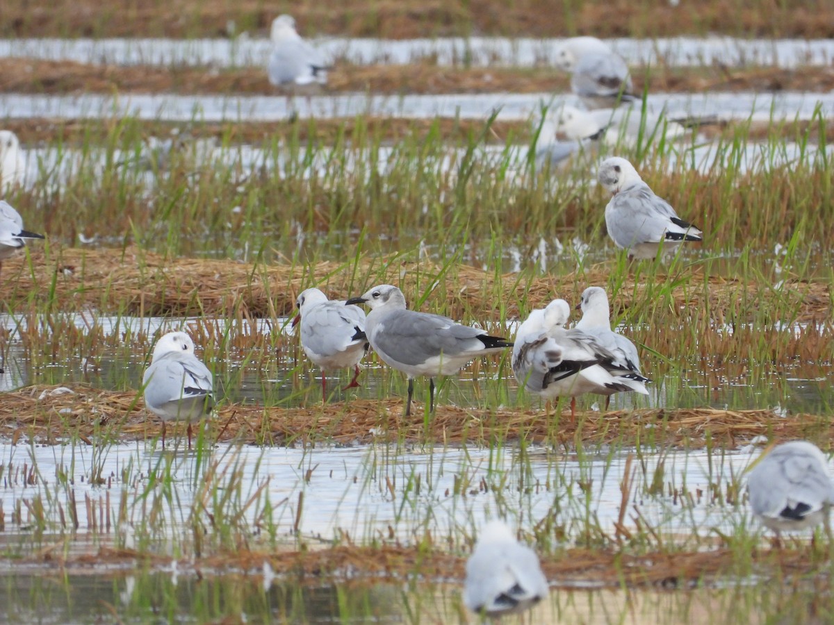 Laughing Gull - ML643029054