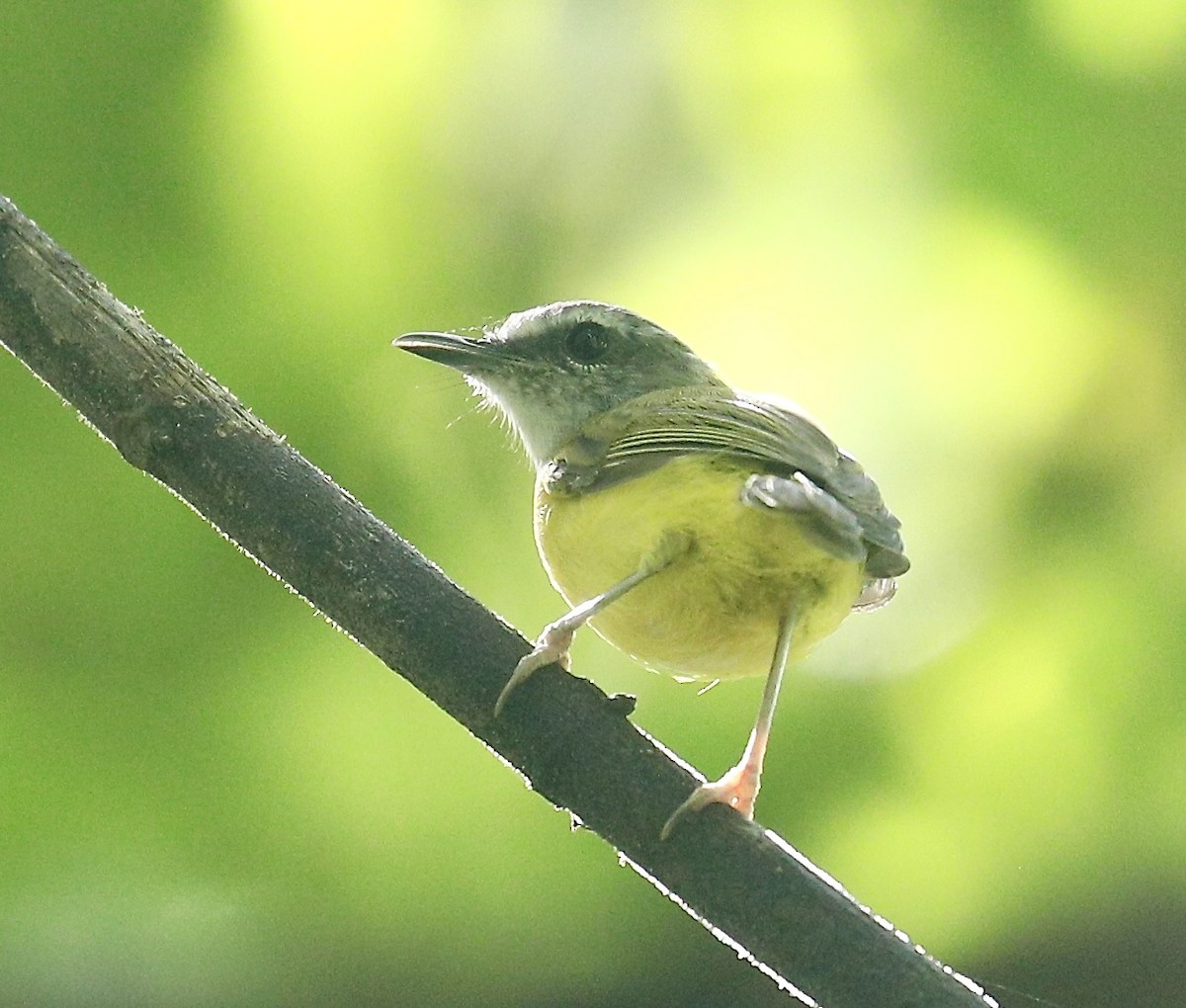 Yellow-bellied Warbler - ML643029056