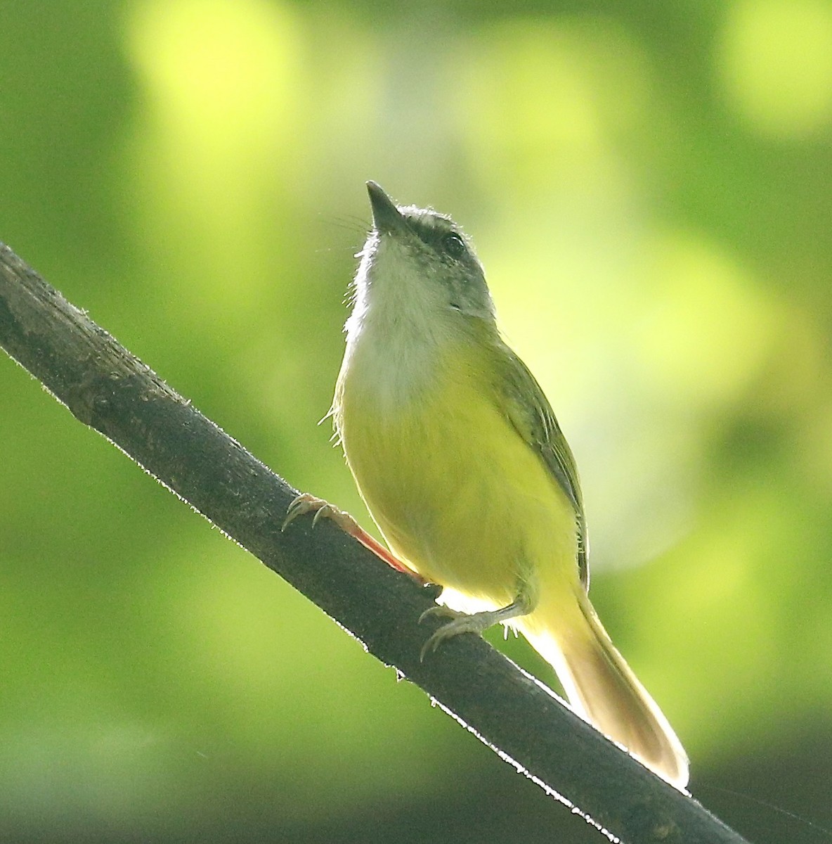 Yellow-bellied Warbler - ML643029057