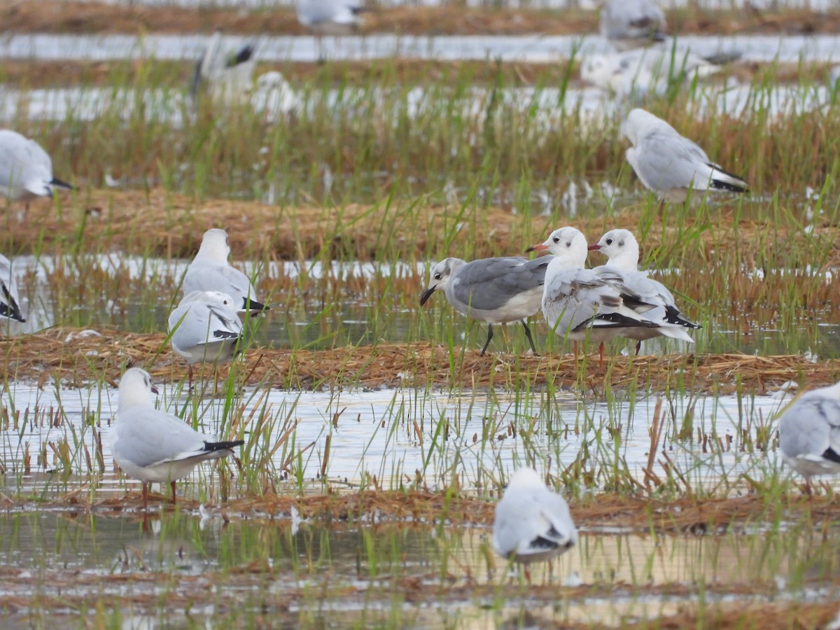 Laughing Gull - ML643029058