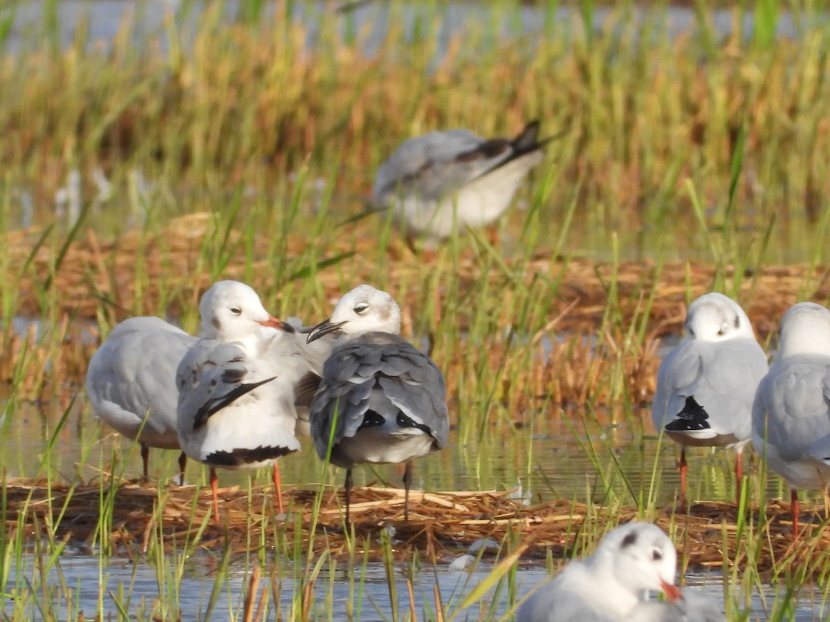 Laughing Gull - ML643029060