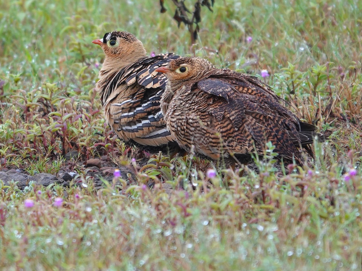 Painted Sandgrouse - ML643029061
