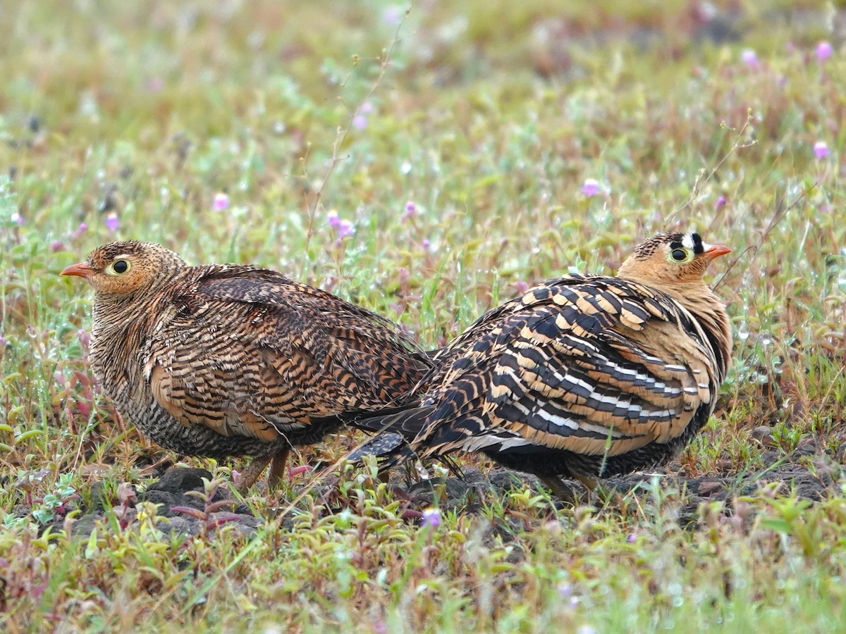 Painted Sandgrouse - ML643029062