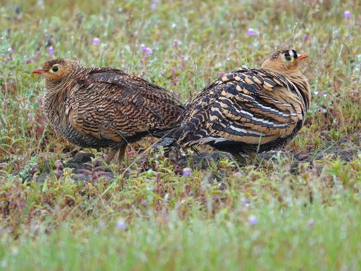 Painted Sandgrouse - ML643029063