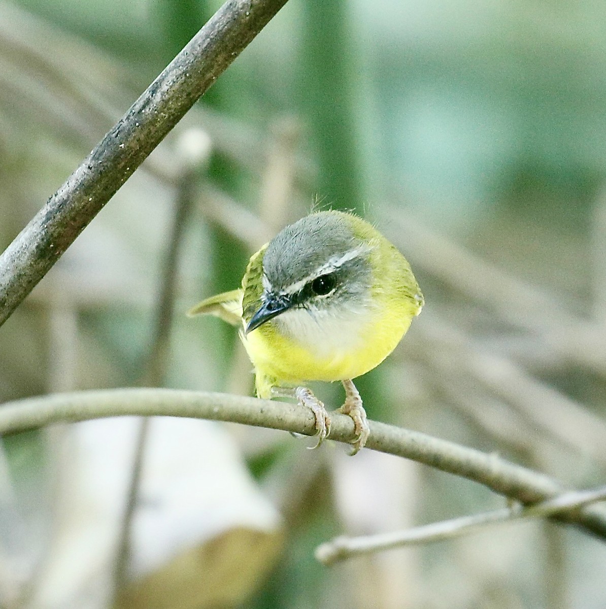 Yellow-bellied Warbler - ML643029064