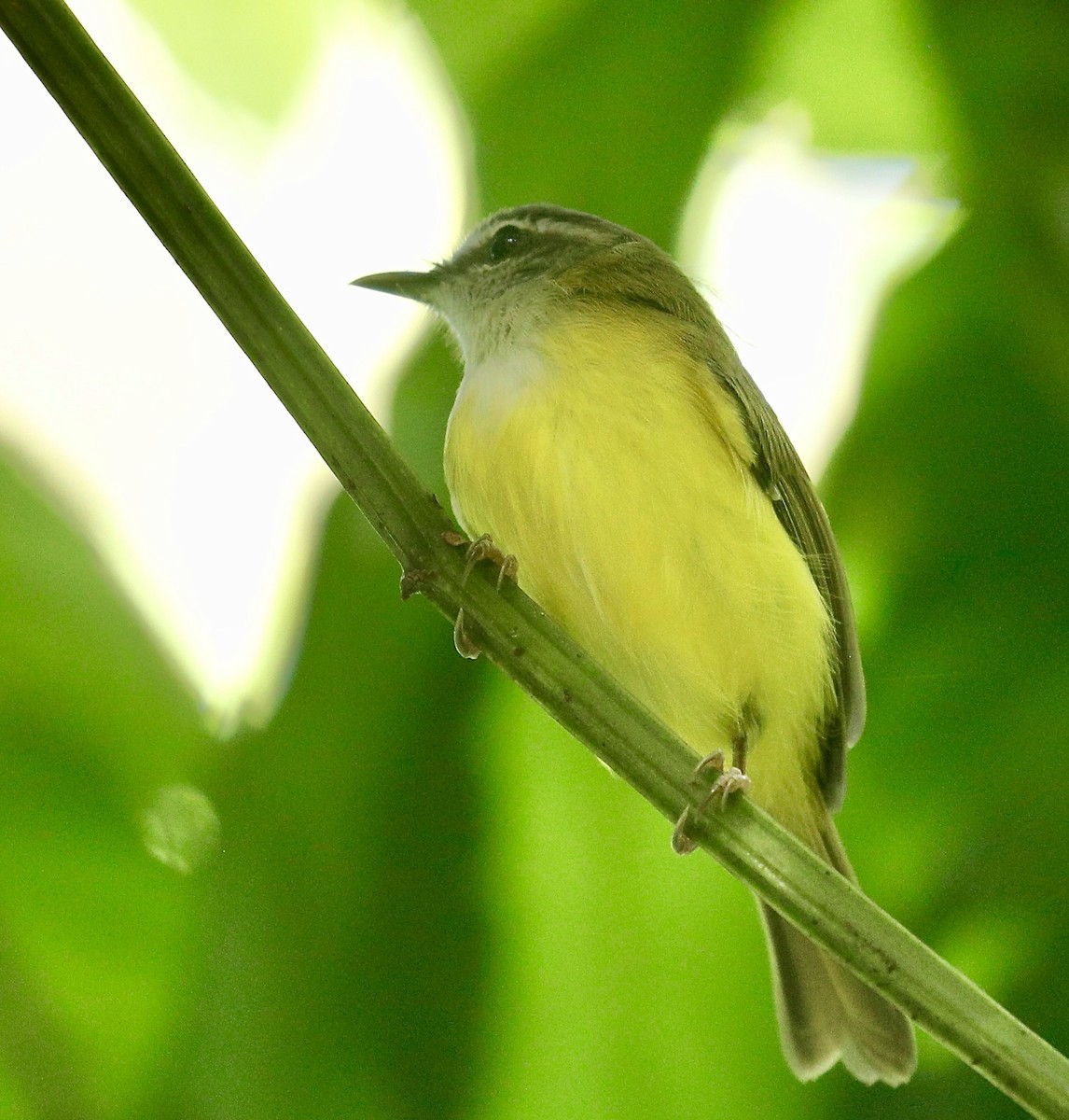 Yellow-bellied Warbler - ML643029065