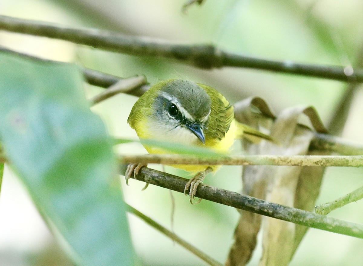 Yellow-bellied Warbler - ML643029066