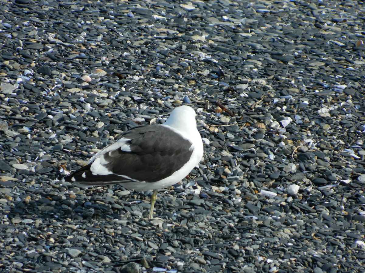 Kelp Gull - ML643029067