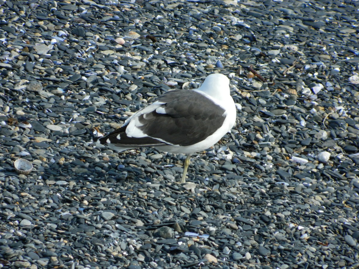 Kelp Gull - ML643029068