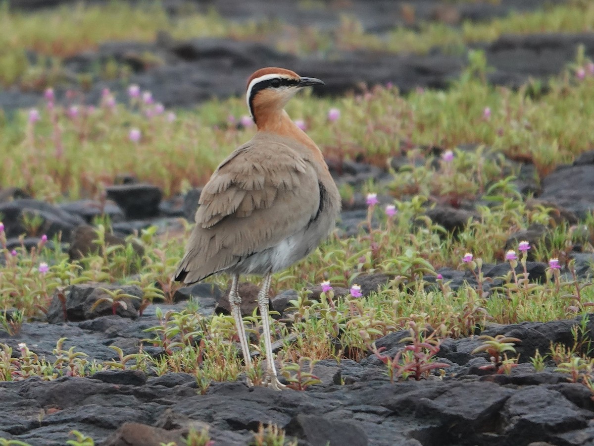 Indian Courser - ML643029070